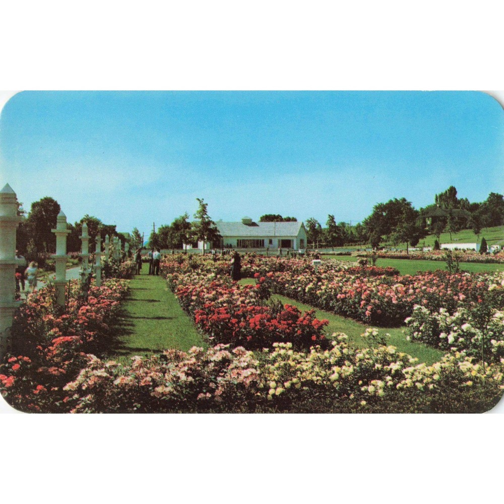 Newark New York NY Jackson & Perkins Rose Garden Chrome Postcard Dexter Press
